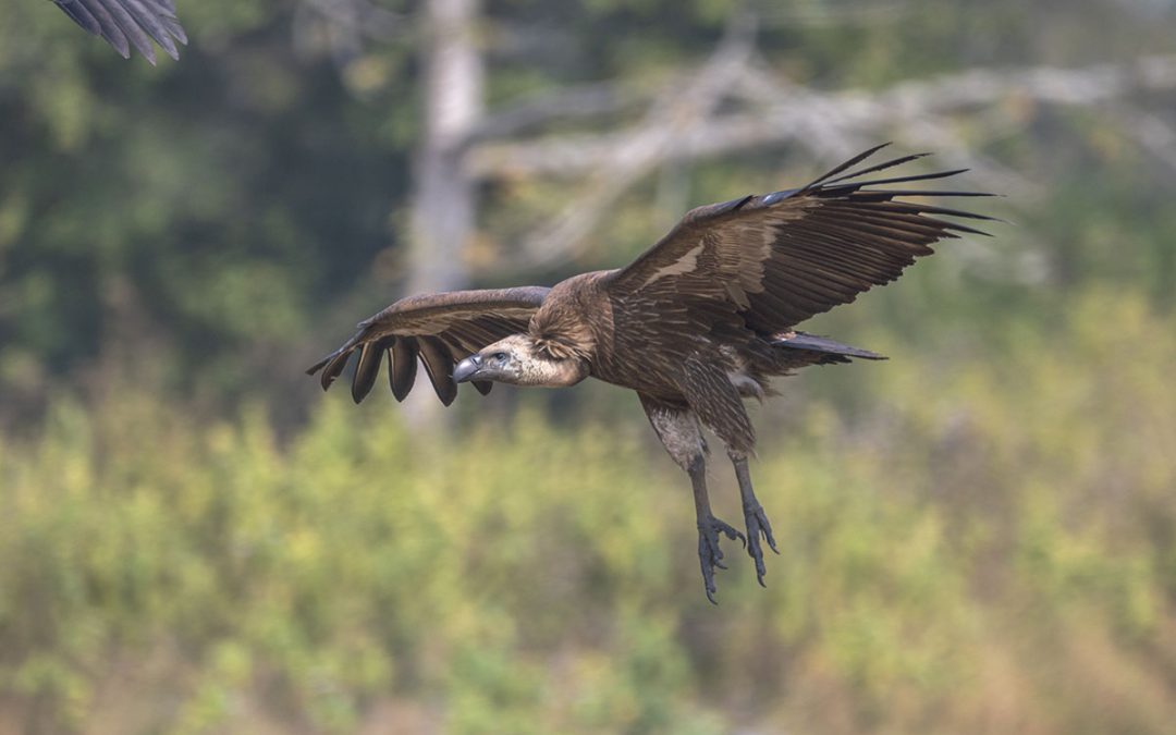 Reflections on my time at the Jatayu Vulture Restaurant 