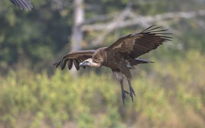 Reflections on my time at the Jatayu Vulture Restaurant 